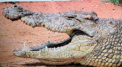 Garipani TARGET GARIPANI CROCODILE